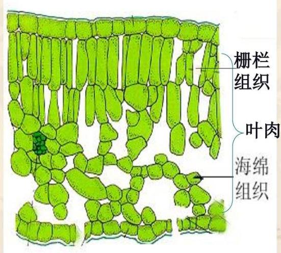 史上最无聊实验：落叶95%都是背面朝上？大史在植物园里数了一天……