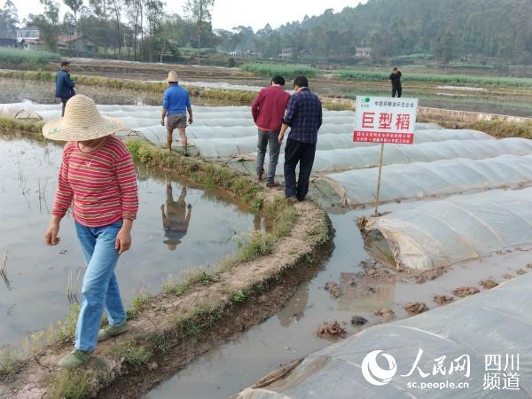 四川荣县试种1000亩巨型稻 生产“中国好粮油”