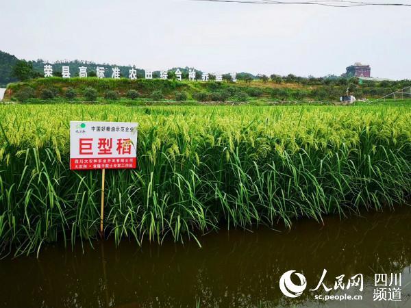 四川荣县试种1000亩巨型稻 生产“中国好粮油”