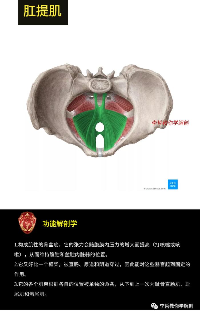 盆底肌的功能解剖学---破解10大盆底肌肉的秘密