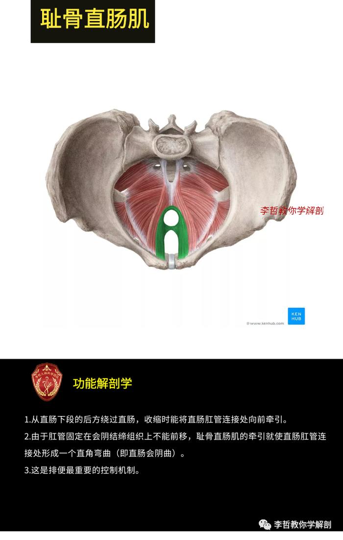 盆底肌的功能解剖学---破解10大盆底肌肉的秘密