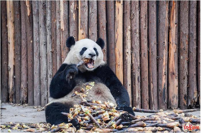 33年来首次闭园两个月，成都熊猫基地的“滚滚”们还好吗？