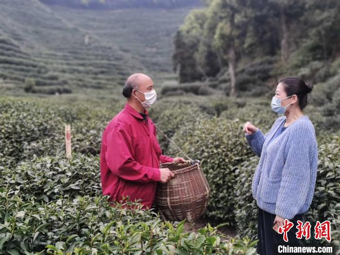     图为杭州西湖满觉陇村民胡锦钟（左）采茶归来　施杭　摄