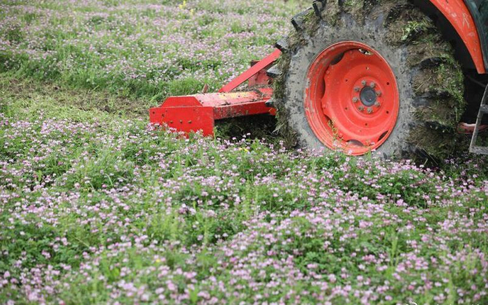 在紫云英盛开的农田上，大型农机正在工作。受访者供图