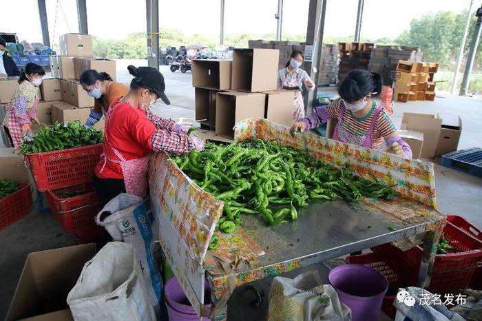 战“疫”有我 |打好防疫复工“组合拳”，茂名这样干！