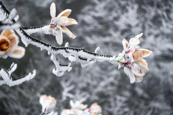 湖南这个地方，下雪了！