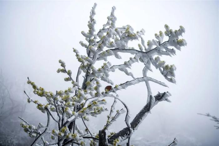 湖南这个地方，下雪了！