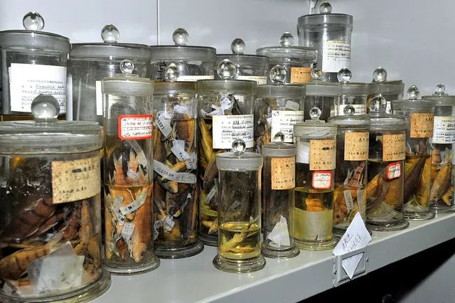 ▲中科院水生生物博物馆里展示的长江鱼类标本。摄影/章轲