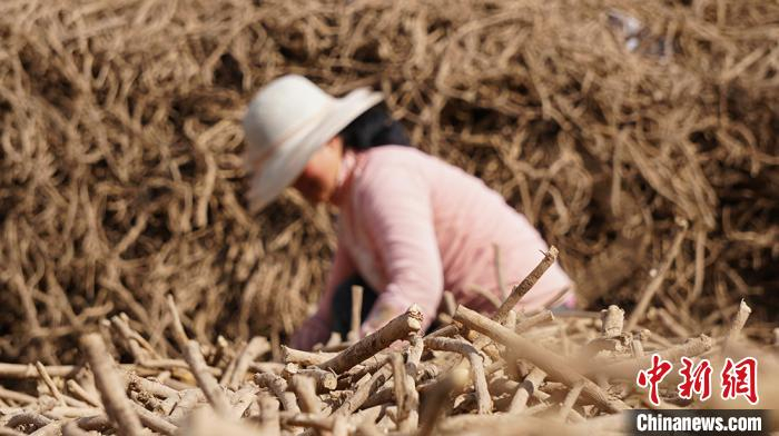 图为药农分拣药材。　魏建军 摄