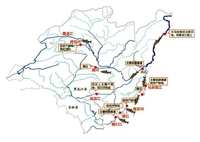 ▲黑龙江省和吉林省大马哈鱼分布图。