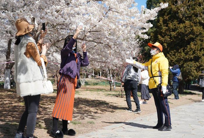 玉渊潭早樱开放！游客：这人流密度太舒服了