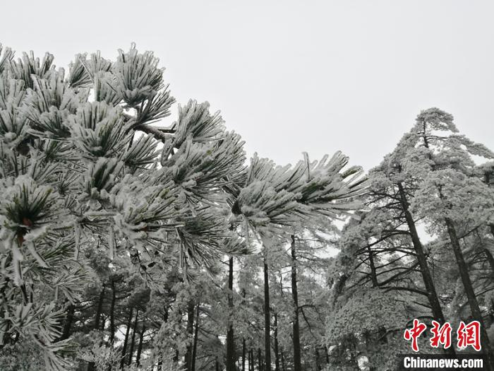 黄山松针在白雪覆盖下，宛如银菊乍放。　梅建 摄
