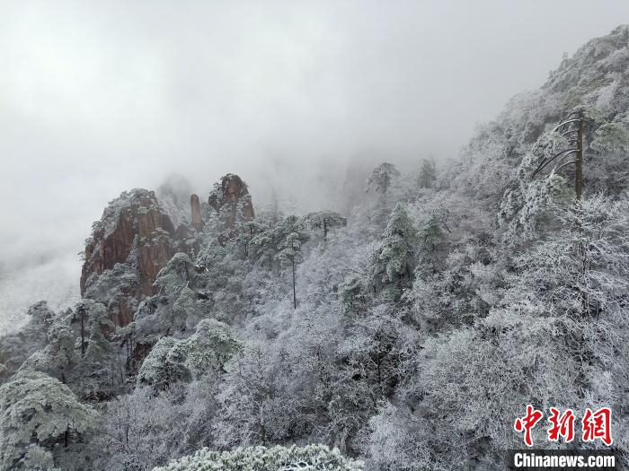     皑皑白雪把黄山松林层层覆盖。　陶盼　摄