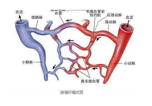 美国高科技地龙蛋白，每天一片，20年血管垃圾洗干净，不再心梗