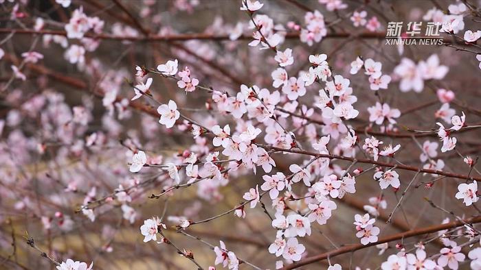 春到太行百花开