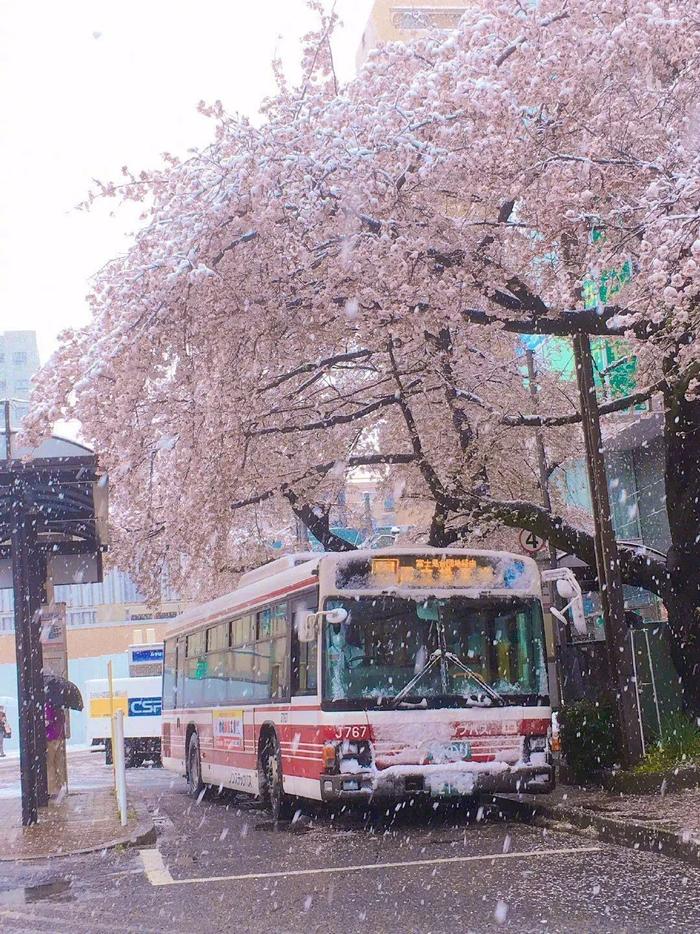 美爆了！日本今天大雪赶上樱花满开，出现罕见“雪樱”胜景！