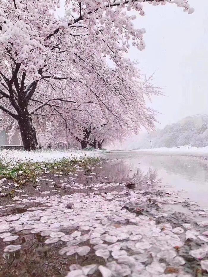 美爆了！日本今天大雪赶上樱花满开，出现罕见“雪樱”胜景！