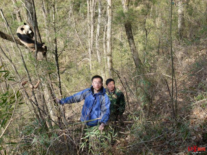 四川科研团队研发大熊猫“熊脸识别”网络 准确率高达95%