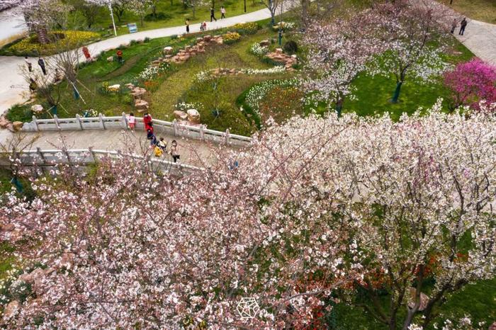 樱花进入最佳观赏期！苏州这些赏樱秘境，美到让人心融化
