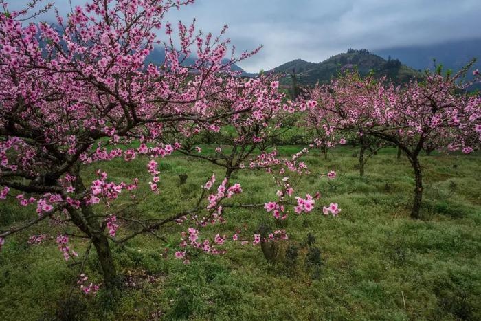 幸有桃花生，不负多情种