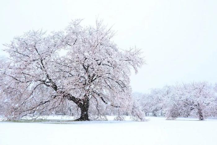 美爆了！日本今天大雪赶上樱花满开，出现罕见“雪樱”胜景！