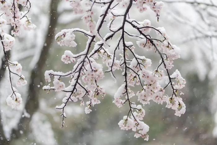 美爆了！日本今天大雪赶上樱花满开，出现罕见“雪樱”胜景！