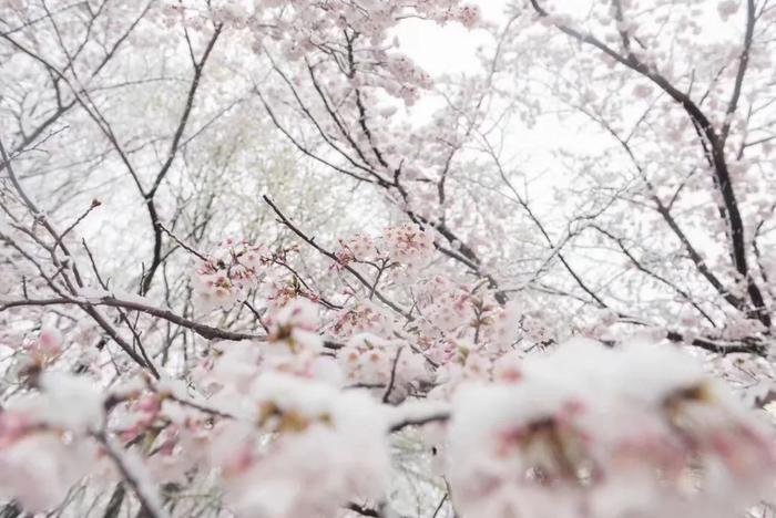 美爆了！日本今天大雪赶上樱花满开，出现罕见“雪樱”胜景！