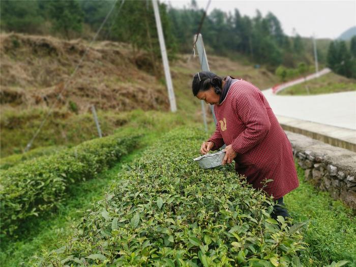 贵州贫困山乡：一个山坡变身后的独白