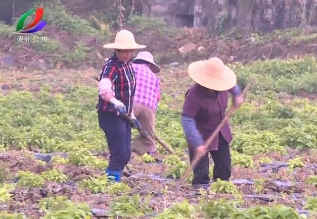 脱贫攻坚！潮州3600多亩南药种植基地复产