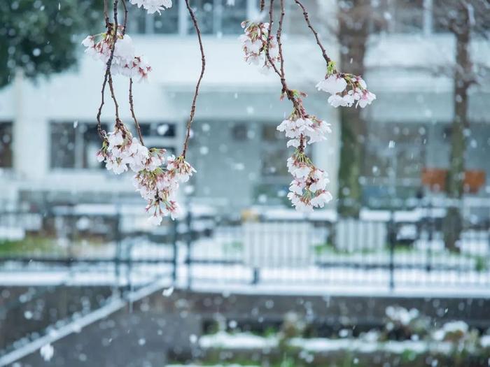 美爆了！日本今天大雪赶上樱花满开，出现罕见“雪樱”胜景！