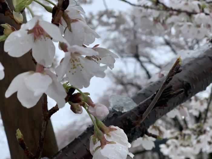 美爆了！日本今天大雪赶上樱花满开，出现罕见“雪樱”胜景！
