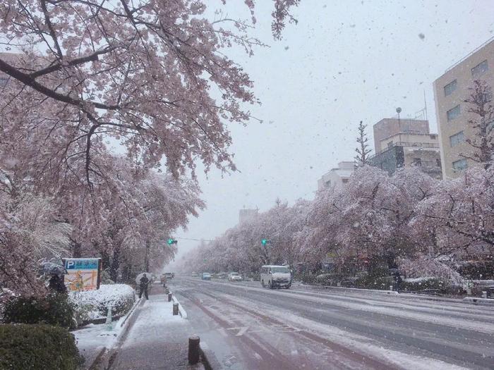 美爆了！日本今天大雪赶上樱花满开，出现罕见“雪樱”胜景！