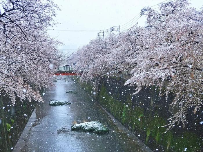 美爆了！日本今天大雪赶上樱花满开，出现罕见“雪樱”胜景！