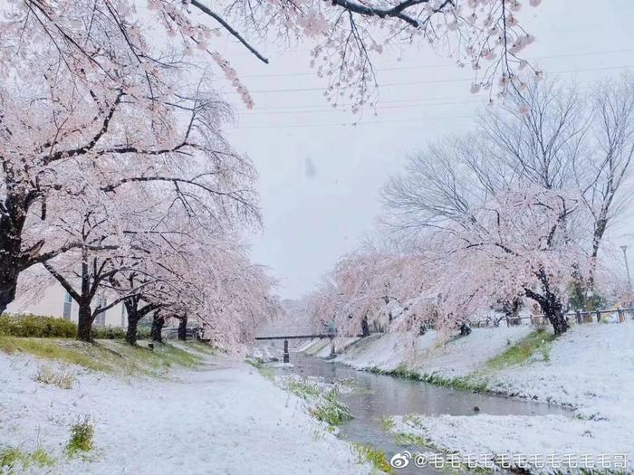 美爆了！日本今天大雪赶上樱花满开，出现罕见“雪樱”胜景！