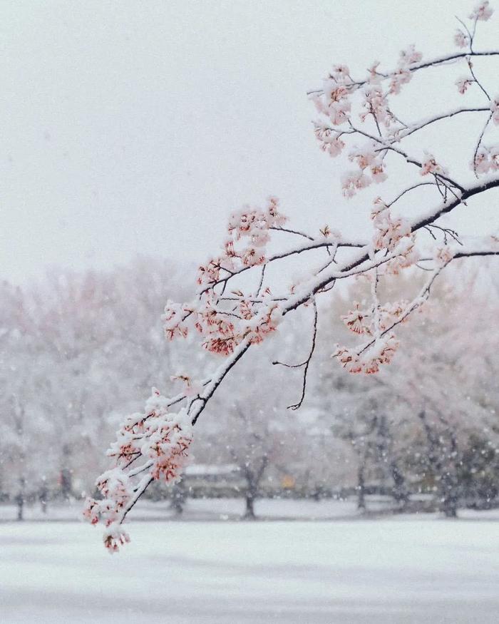 美爆了！日本今天大雪赶上樱花满开，出现罕见“雪樱”胜景！