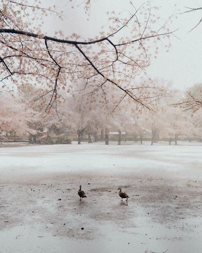 美爆了！日本今天大雪赶上樱花满开，出现罕见“雪樱”胜景！