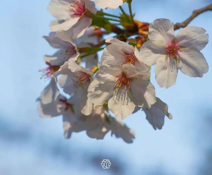 樱花进入最佳观赏期！苏州这些赏樱秘境，美到让人心融化