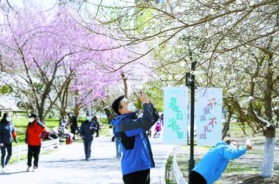 千株早樱盛开 游客分散赏花