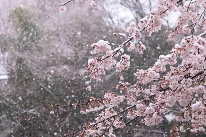 美爆了！日本今天大雪赶上樱花满开，出现罕见“雪樱”胜景！