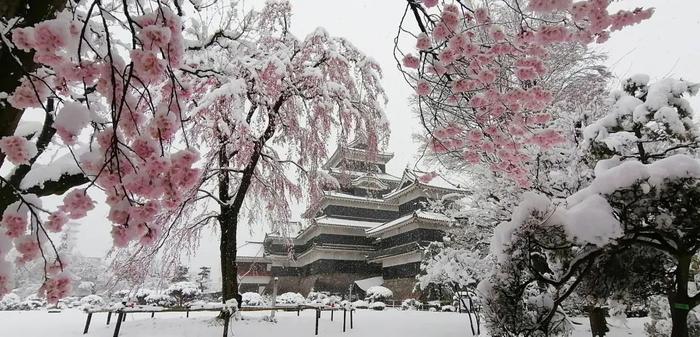 美爆了！日本今天大雪赶上樱花满开，出现罕见“雪樱”胜景！