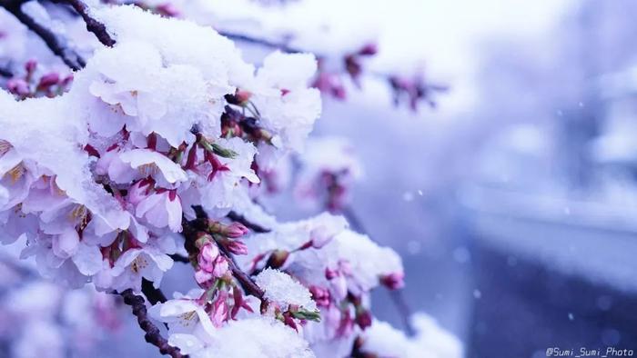 美爆了！日本今天大雪赶上樱花满开，出现罕见“雪樱”胜景！