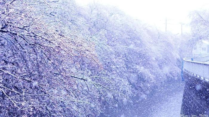 美爆了！日本今天大雪赶上樱花满开，出现罕见“雪樱”胜景！