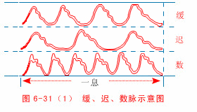 动态脉诊图来了,学脉诊不可错过