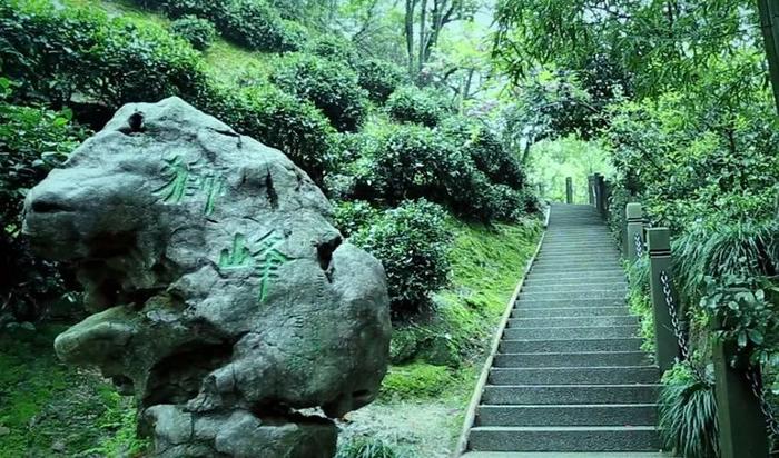 春茶来了！非遗大师亲制的西湖龙井，38000茶芽不足一斤茶