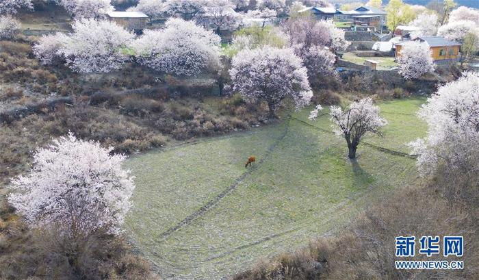 西藏林芝桃花盛开