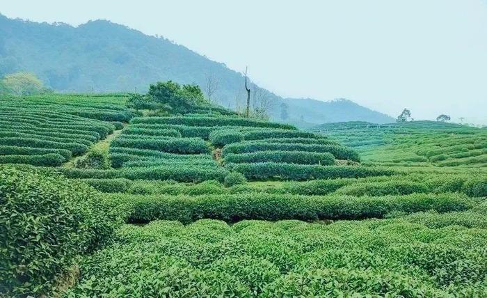 春茶来了！非遗大师亲制的西湖龙井，38000茶芽不足一斤茶