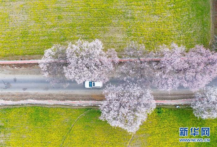 西藏林芝桃花盛开