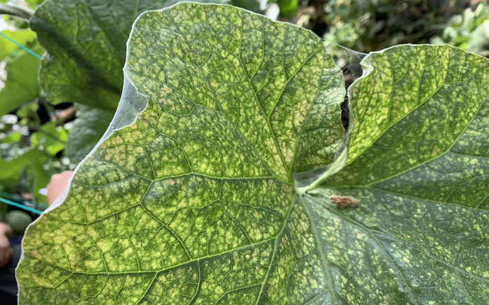 红蜘蛛一般吸食叶片汁液。北京市植保站供图