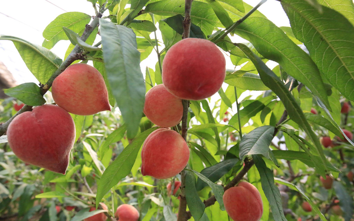 平谷区山东庄镇西沥津村的大棚内诱人的“春雪”已挂满枝头。 通讯员 李嫣然 摄