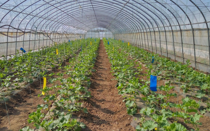 利用害虫的趋光特性，悬挂黄板、蓝板监测。北京市植保站供图